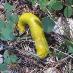 Plant-Powered Hikers - Purisima Creek Redwoods