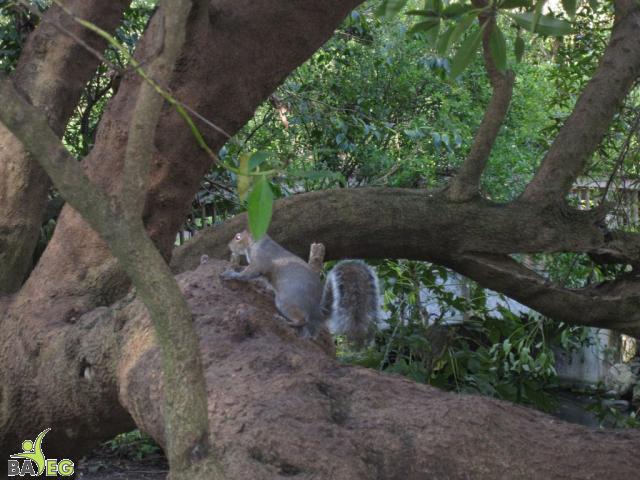 It's harder than you think to photograph a squirrel in Golden Gate Park