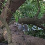 It's harder than you think to photograph a squirrel in Golden Gate Park
