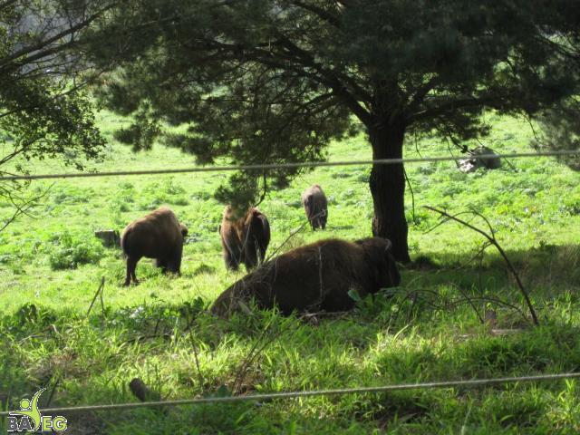 Bison at Golden Gate Park