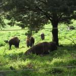 Bison at Golden Gate Park