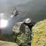 Sun bathing turtles in Golden Gate Park