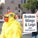 Chickens raised for KFC commonly suffer from broken wings & legs prior to slaughter.