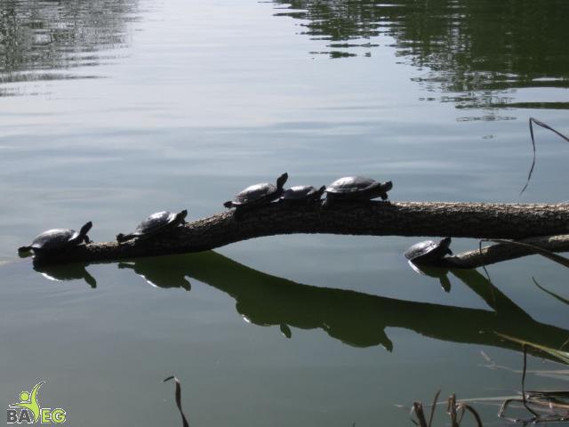 More sunning turtles in Golden Gate Park
