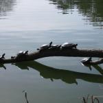 More sunning turtles in Golden Gate Park