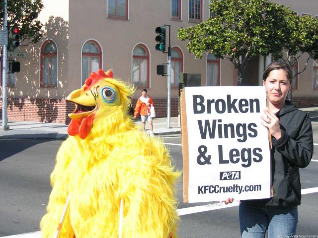 Chickens raised for KFC commonly suffer from broken wings & legs prior to slaughter.