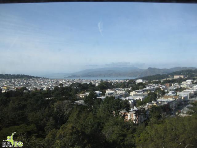 View from the tower at Golden Gate Park