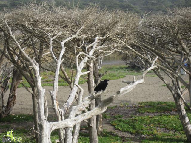 Sharp Park beach view
