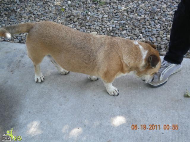 Dexter inspects a vegan shoe.