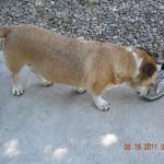 Dexter inspects a vegan shoe.