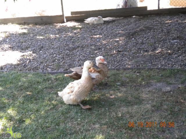 DSCN1241_006 _800x600_.jpg