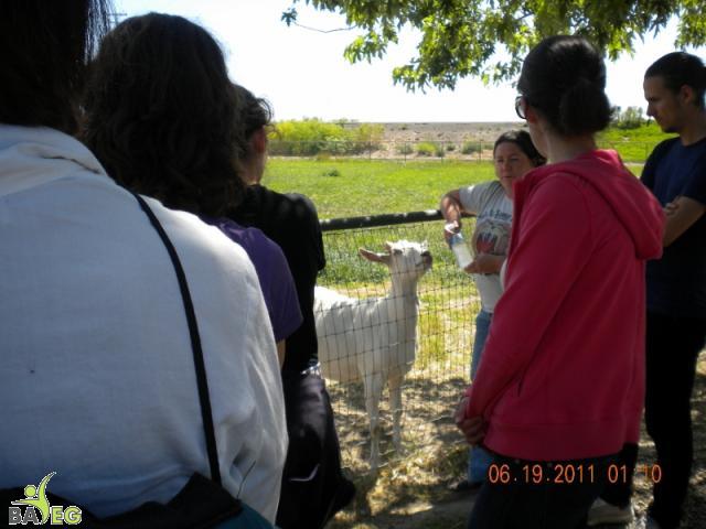 Our tour guide Christine introduces us to the goats. 