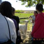 Our tour guide Christine introduces us to the goats. 