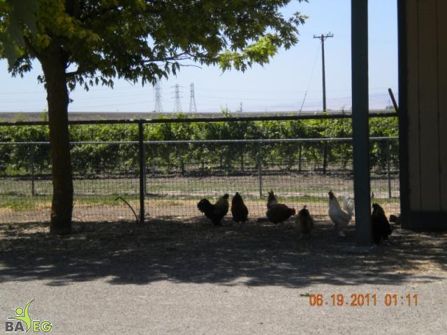 Chickens