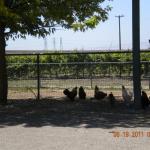Chickens