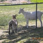 Goats hangin' out