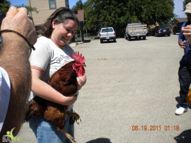 Christine of HH breaks up a chicken fight.