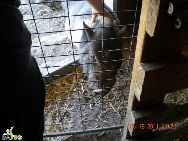 Mohawk the pig