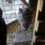Mohawk the pig
