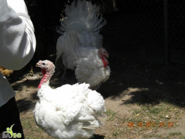 More turkeys.
