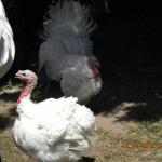 More turkeys.