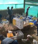 Vacaville:  Give a cluck