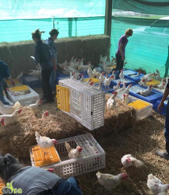 Vacaville:  Give a cluck