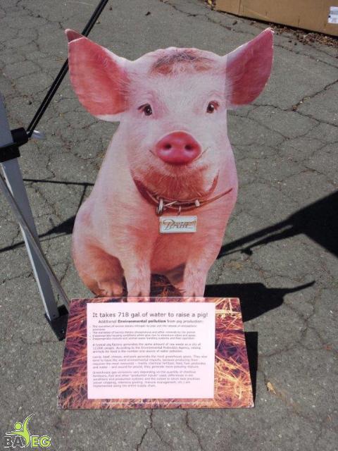 Putting a face to what happens to pigs
