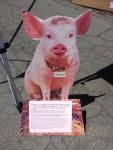Putting a face to what happens to pigs