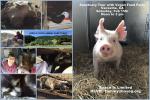 Tour Invite to Herd & Flock Animal Sanctuary, Vacaville, CA