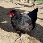  Lifelong sanctuary granted to hen deemed "low producing" by egg producer