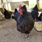 Beautiful hen posing for the camera