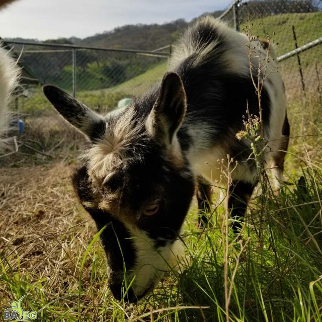 Hunny (Snowflake's Mom)