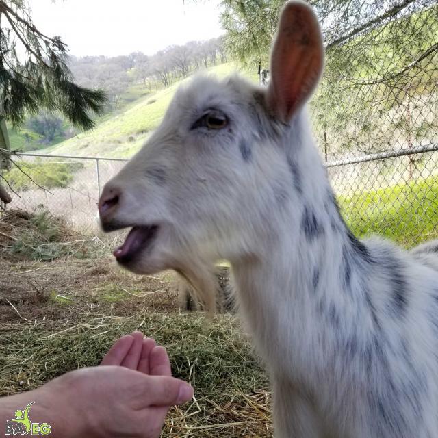 Snowflake knows how to charm for treats