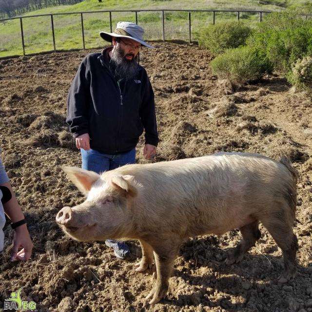 Chris wondering how he can get the pigs to come dig over our backyard...