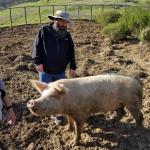 Chris wondering how he can get the pigs to come dig over our backyard...