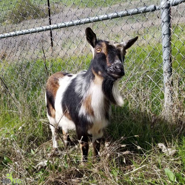 Hunny (Snowflake's Mom)