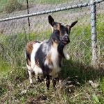 Hunny (Snowflake's Mom)