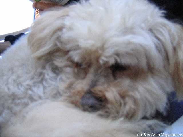 Fred, a cute, cuddly, quiet Lhasa Apso/Poodle mix)