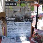 Chicken display