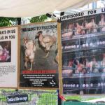 Chicken display