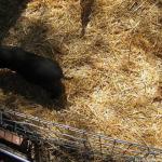 IMG_0436.jpg