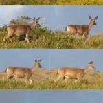 Deers 1.jpg