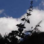 DSC03754.jpg