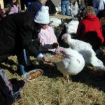 The feeding of the turkeys