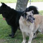 Some canine members ;-)