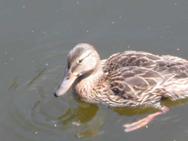 VFPs .. where Ducks are Friends, not Food.