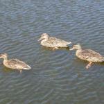 DSCN7454.jpg