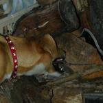 Willow inspects the wood pile
