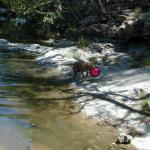 Willow at the Arroyo Seco River